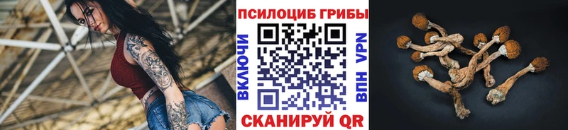 купить  цена  Дорогобуж  kraken маркетплейс  Псилоцибиновые грибы Psilocybe 